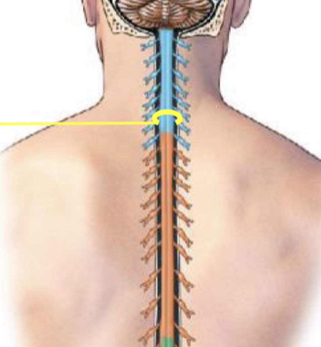 <p>nerves that supply upper limbs</p>