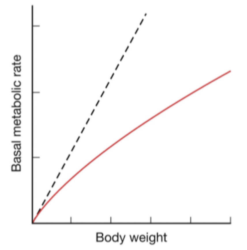 <p>What is the relationship between body mass and quality of diet?</p>