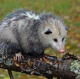 <p>opossum</p>