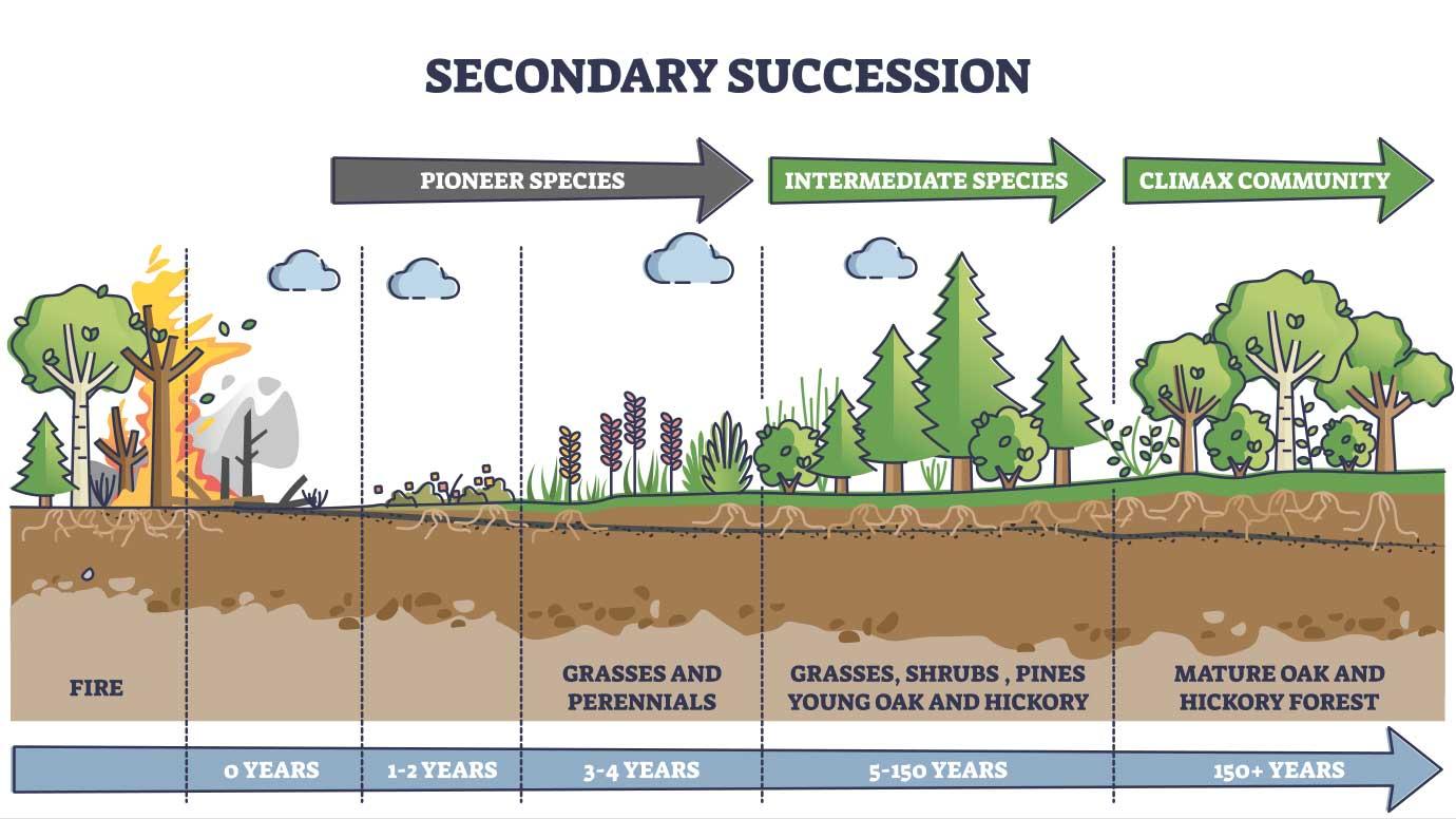 <p>Secondary Succession</p>