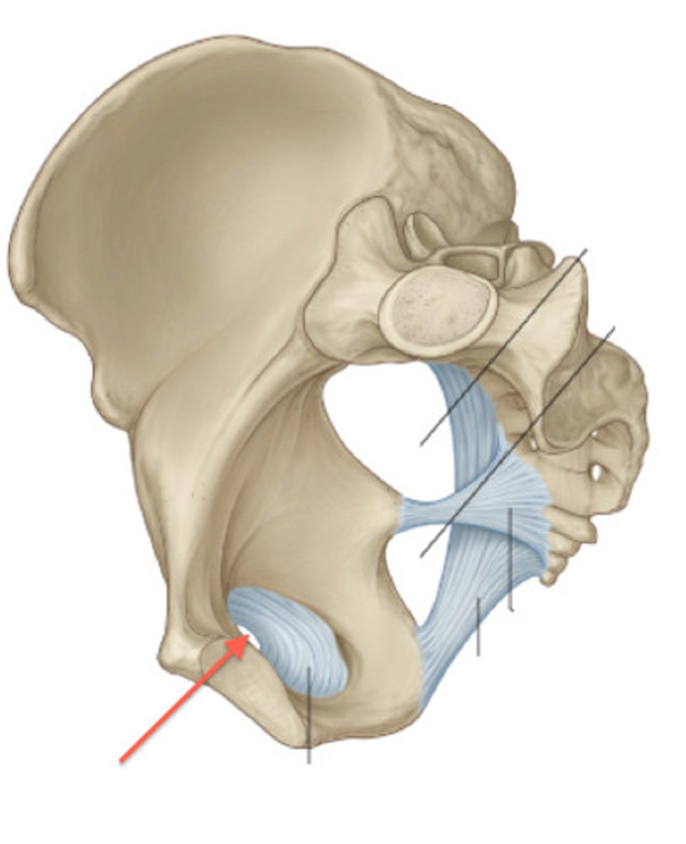<p>covers most of obturator foramen</p>