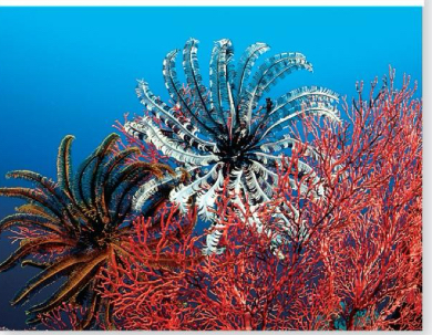 <p>What class do Sea lilies belong to</p>