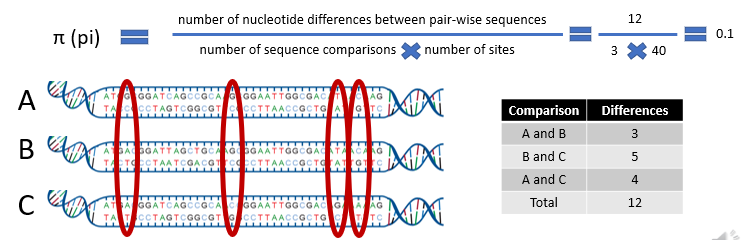 <p><span><span>We put those 12 differences in the numerator of the formula, and divide by the number of comparisons we did, 3, and the number of sites we looked at. </span></span></p><p><span><span>Here there are 40 nucleotides in each sequence. This gives us a pi of 0.1 or 10% nucleotide diversity. </span></span></p><p><span><span>This may be considered very high compared to humans and other primates that have an estimated pi of 0.001 or 0.1%.</span></span></p>