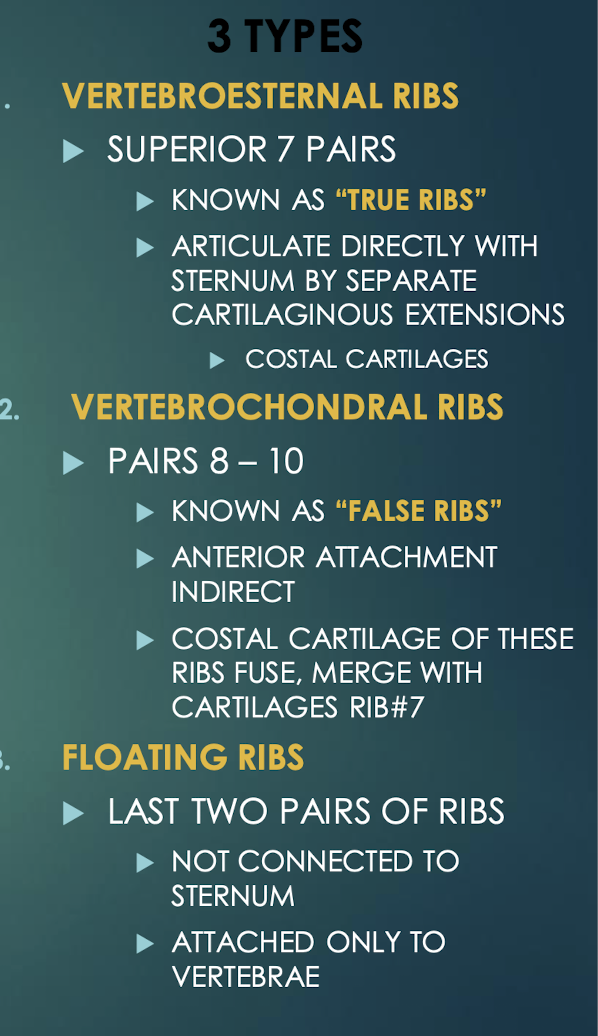 <p>Twelve pairs of curved bones (costae) protecting thoracic organs and aiding respiration.</p>