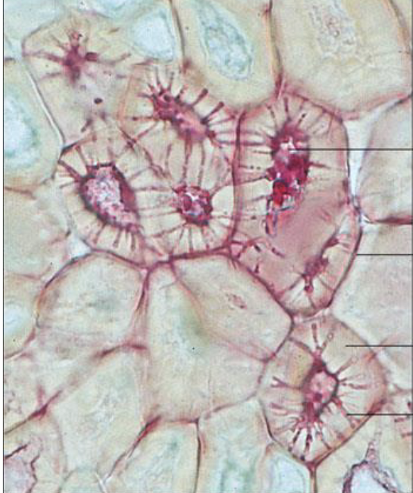 <p>what is this an image of? </p>