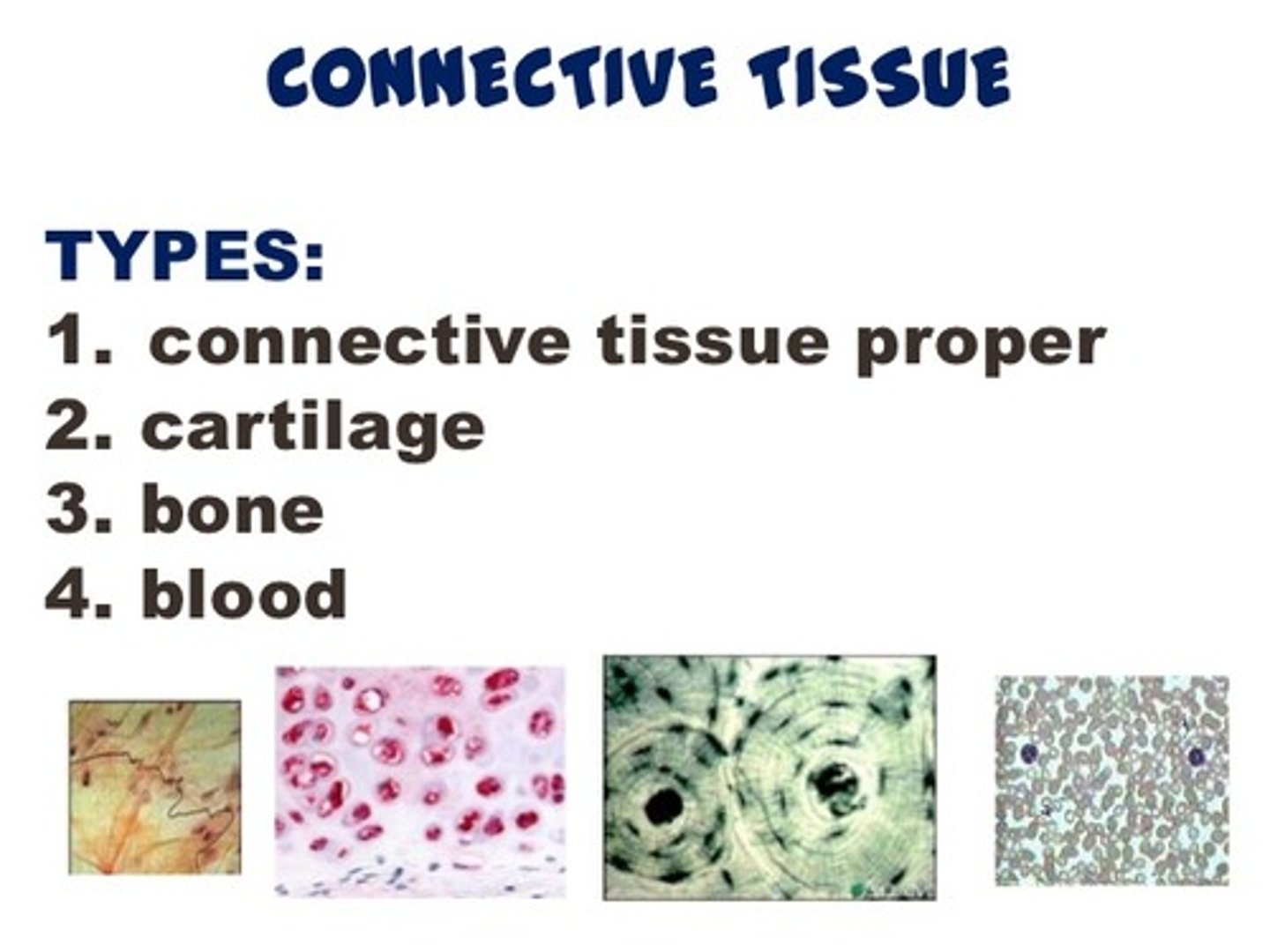 <p>connective tissue proper, cartilage, bone, blood</p>