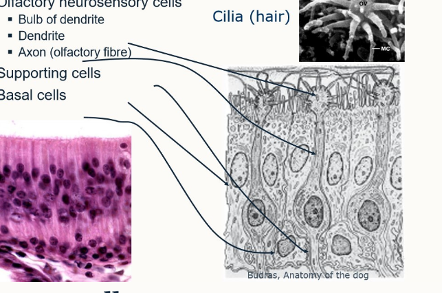 <ul><li><p>continuously replaced by division of basal cells</p></li><li><p>live only 30-60 days</p></li><li><p>nerve cells are replaced regularly (even in adults)</p></li></ul><p></p>