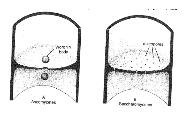 <p>Woronin bodies  (Ch. 5)</p>