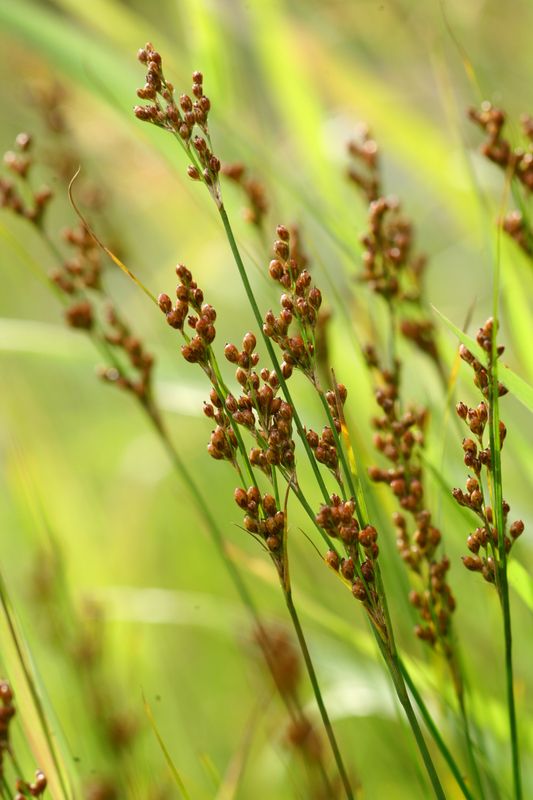 <p>Juncaceae</p>