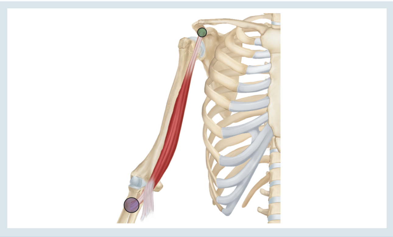 <p>Action : flexion </p><p>o : coracoid process </p><p>i : radial tuberosity </p>