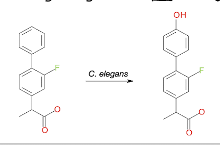<p><strong><em>E.g. <mark data-color="green" style="background-color: green; color: inherit;">Cunninghamella elegans</mark></em></strong></p><ul><li><p>Fungus that has similar detoxification enzymes to mammals</p></li></ul><p><strong>e.g. Cytochromes P450, conjugative enzymes </strong>(add sugar residues to make compounds more water soluble + hydrophilic)</p><ul><li><p><strong> Identical metabolites detected</strong> e.g. <strong>Flurbiprofen, </strong>both mammals and<em> C. elegans</em> generate<strong> 4’- hydroxyflurbiprofen as a metabolite which helps</strong><span style="color: green;"><strong> in studying the metabolism of pharmaceuticals and their effects on human health. </strong></span></p></li></ul><p></p>