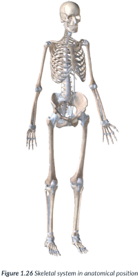 <p>the medical reference point of a standard body position</p>