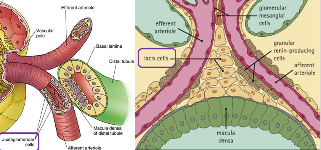 <ul><li><p>Regulates systemic blood pressure via RAAS system</p></li><li><p>Macula Densa</p><ul><li><p>Specialized cells of DCT</p></li><li><p>Sensitive to sodium ion concentration</p></li><li><p>Use osmoreceptors for renin secretion</p></li></ul></li><li><p>Juxtaglomerular cells</p><ul><li><p>Specialized smooth muscles cells of afferent arterioles</p></li><li><p>Contain renin granules</p></li><li><p>Use renal baroreceptors for renin secretion</p></li></ul></li><li><p>Extraglomerular mesangial cells</p><ul><li><p>Conical mass of cells between afferent and efferent arterioles</p></li></ul></li></ul><p></p>