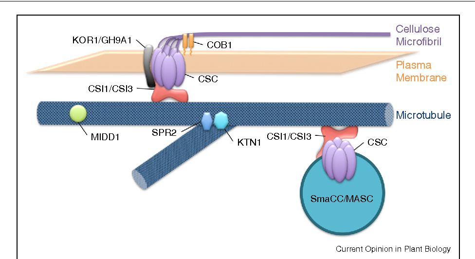 <p>Microtubules</p>