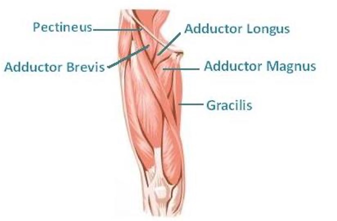 <p><strong><mark data-color="red">origin:</mark></strong><mark data-color="red"> -pubis: adductor portion</mark></p><p><mark data-color="red">-ischial tuberosity: hamstring portion</mark></p><p><strong><mark data-color="red">insertion:</mark></strong><mark data-color="red"> femur</mark></p><p><strong><mark data-color="red">innervation:</mark></strong><mark data-color="red"> -obturator n: adductor portion</mark></p><p><mark data-color="red">-tibial n: hamstring portion</mark></p><p><strong><mark data-color="red">action: </mark></strong><mark data-color="red">-adduct thigh (adductor portion)</mark></p><p><mark data-color="red">-extend thigh (hamstring portion)</mark></p>