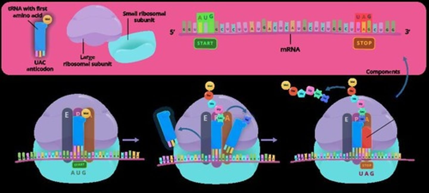 <p>Synthesis of proteins from mRNA sequence.</p>