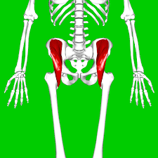 <p>located and attached to the head of the femur and the ilium fossa.</p>