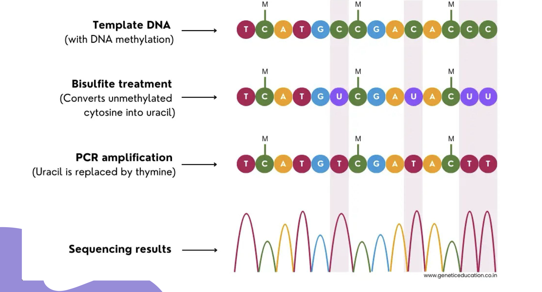 <p>What happens during bisulfite conversion?</p>