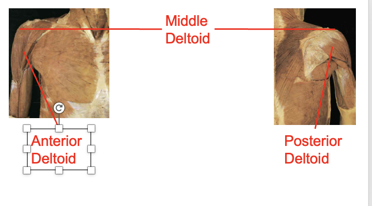 <p>Middle deltoid, anteiroor deltod, posterior deldoid</p><p></p><p>ORIGIN</p><p>- Anterior deltoid – Lateral clavicle</p><p>&nbsp;- Middle deltoid – Acromion</p><p>- Posterior deltoid-&nbsp;Spine of scapula Insertion</p><p>insertion</p><ul><li><p>deltoid tuberosity</p></li></ul><p></p><img src="https://knowt-user-attachments.s3.amazonaws.com/87a274eb-5d5e-4b56-9c79-c54e3d5952cd.png" data-width="100%" data-align="center"><p></p>
