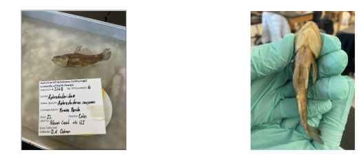 <p>Natural History Facts for Aphredoderus sayanus a.k.a Pirate Perch </p>