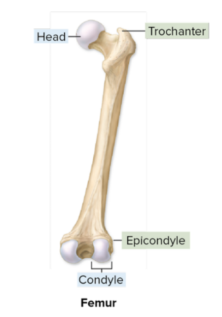 <p>Condyle</p>