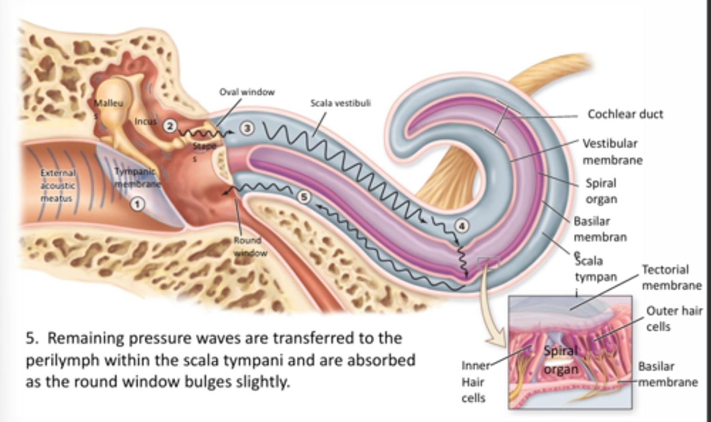 <p>Remaining pressure waves are transferred to the perilymph within the scala tympani and are absorbed as the round window bulges slightly</p>