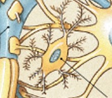 <p>Which type of neuroglia in the CNS:</p><ul><li><p>Migrate through neural tissue</p></li><li><p>Clean up cellular debris, waste products, and pathogens</p></li></ul><p></p>