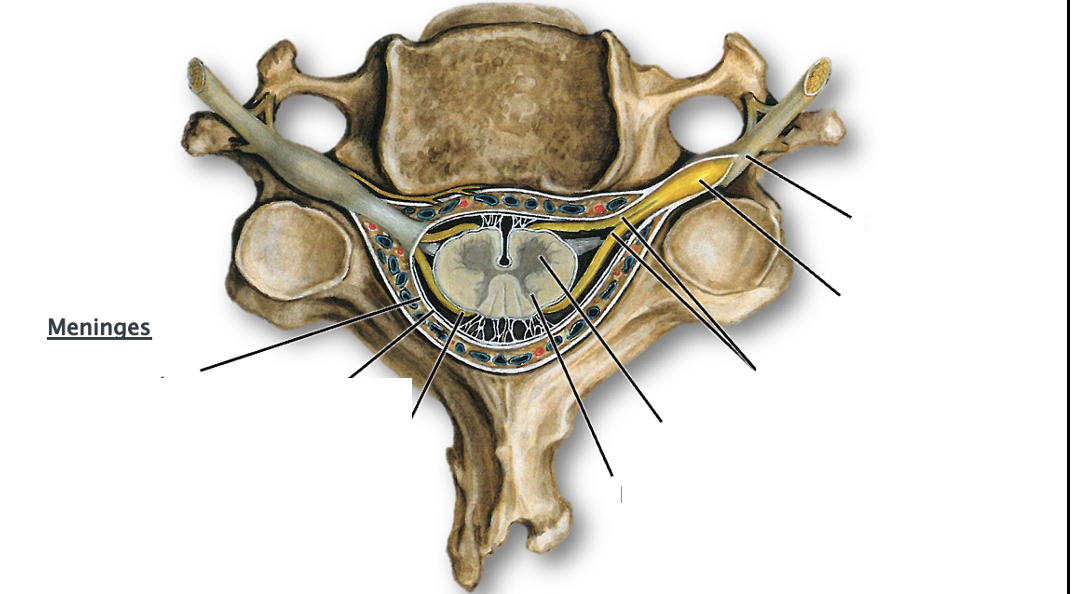 <p>List the areas of the spinal cord and meninges on this cervical vertebra</p>