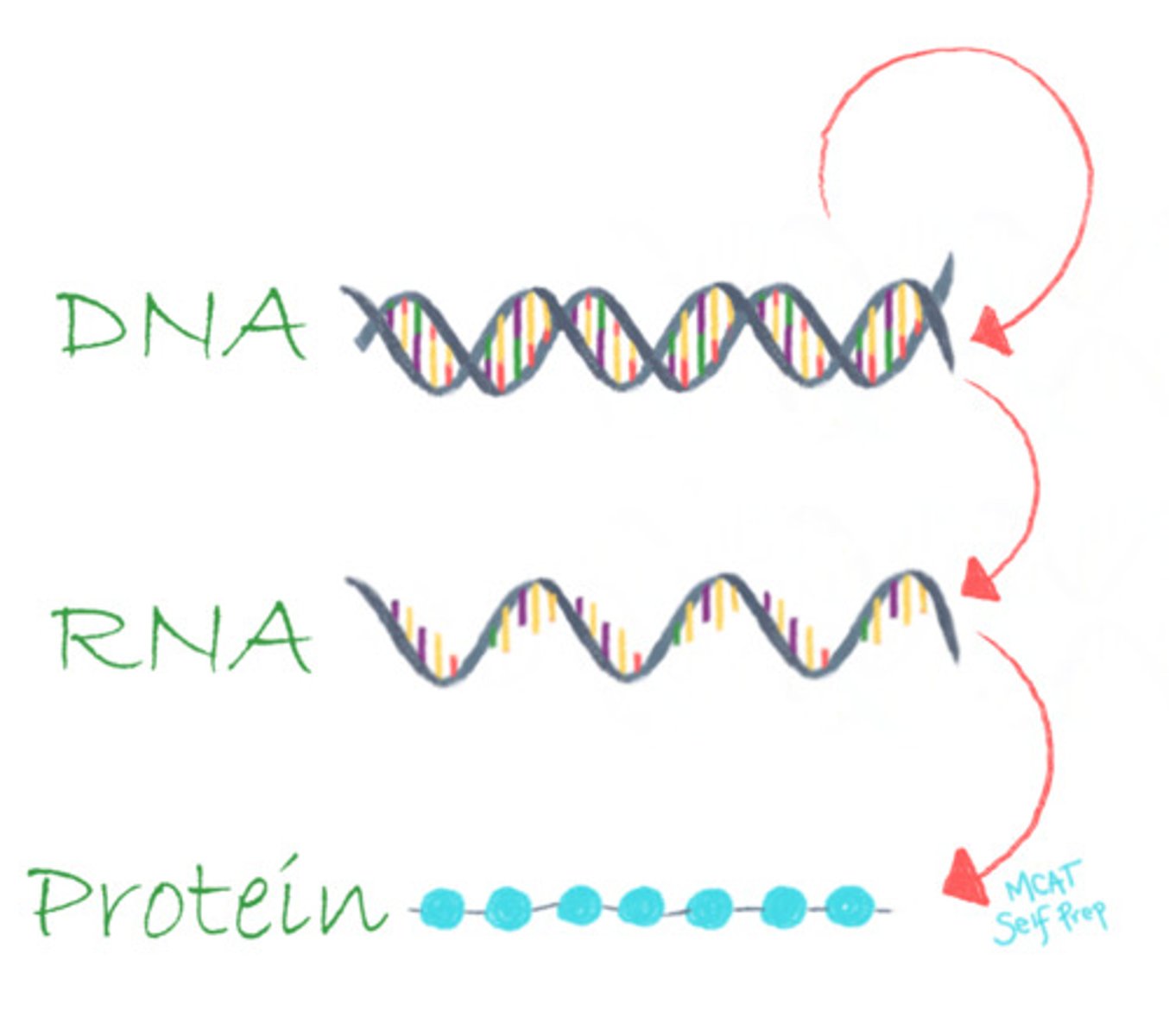 <p>The linear polymer structure of DNA, RNA, and protein helps to transfer and preserve the encoding of information during transcription and translation.</p>