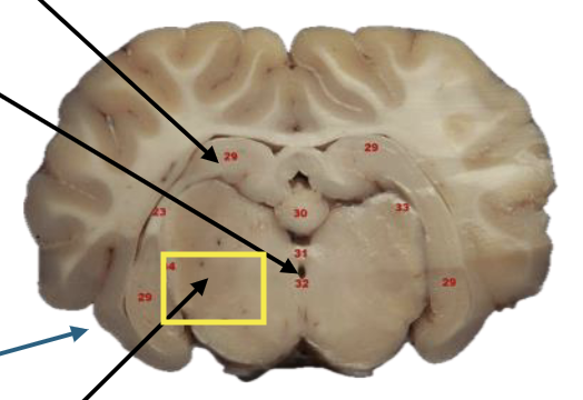 <p>What is this highlighted figure?</p>