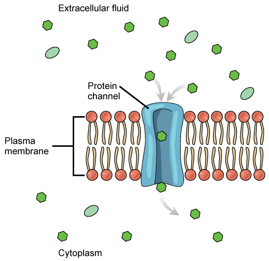 <ul><li><p>Control movement of substances across cell membranes </p></li><li><p>Hydrophilic core</p></li><li><p>Used by larger/charged molecules to pass through </p></li></ul><p></p>
