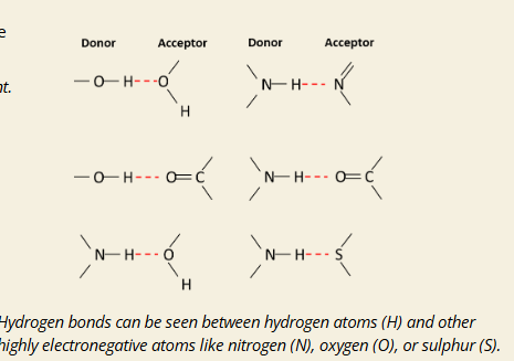 <p><strong>Q: Example from image: What’s happening in the H-bond between two water molecules?</strong><br></p>