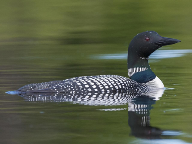 <p>Common Loon</p>