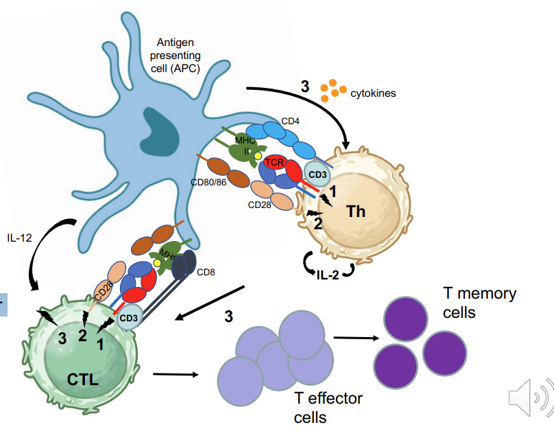 <p>T<sub>c </sub>activation is complex:</p><ol><li><p>MHC-I:antigen TCR, CD3</p></li><li><p>Co-stimulatory proteins, CD80/CD86 → CD28</p></li><li><p>Requires Th activity<em> via cytokines</em> → <em>production of IL-2 </em>→stimulation via <em>APC derived inflammatory cytokines such as IL-12</em></p></li><li><p>Activated CTL proliferate:<strong> effector and memory</strong></p></li></ol><p></p>