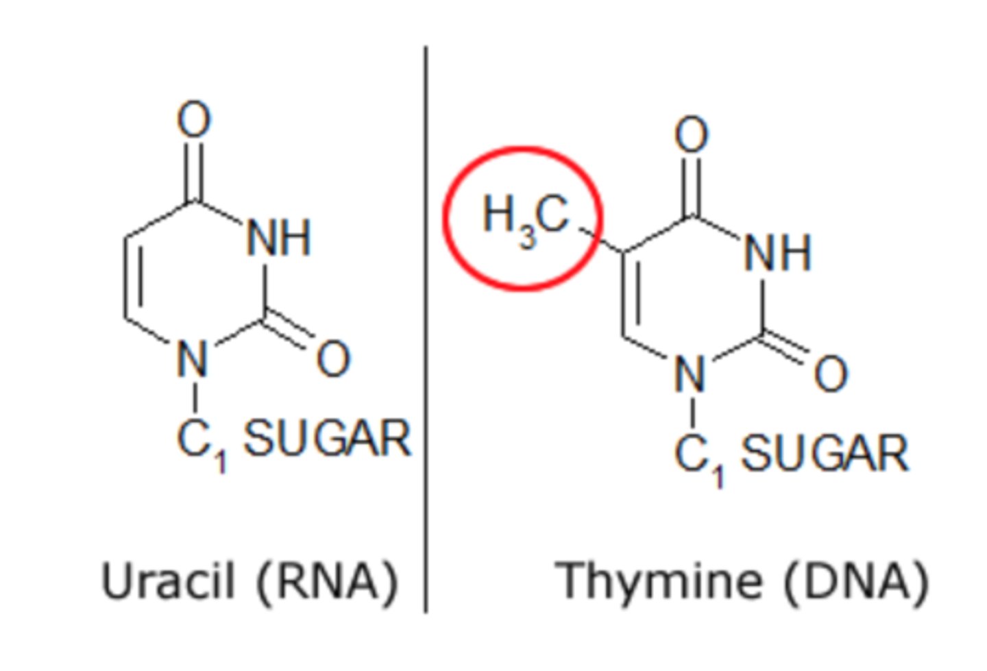 <p>same except thymine has a methyl group also attached!</p>