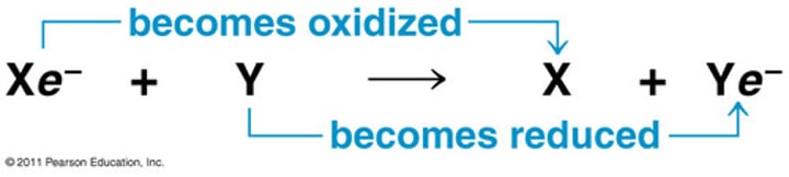 <p>loses electrons</p>