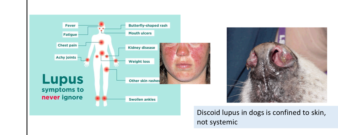 <p>how does lupus form</p>