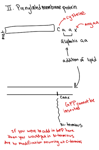 <ul><li><p>Modification at cysteine near the C-terminus (CAAX motif)</p></li><li><p>Anchors protein to cytoplasmic side</p></li><li><p>GFP must be fused to N-terminus</p></li></ul><p></p>