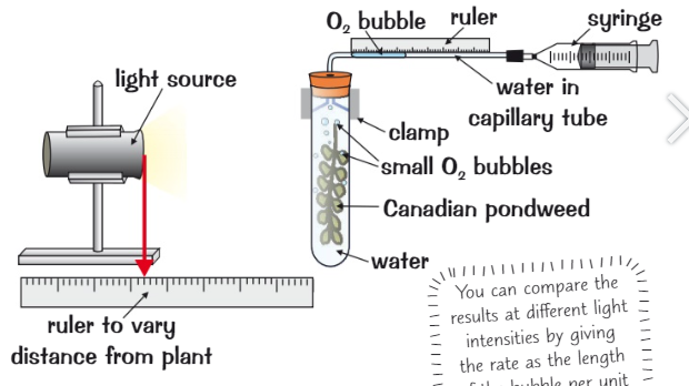 <ol><li><p>Source of white light placed at a specific distance from pondweed</p></li><li><p>Pondweed is left to photosynthesise for a set amount of time</p></li><li><p>As pondweed photosynthesises, O2 collected in capillary tube</p></li><li><p>A syringe is used to draw gas bubbles in a tube up alongside a ruler, so the length of the gas bubble can be measured. This is proportional to the volume of O2 produced</p></li><li><p>Experiment repeated with a light source at different distances from pondweed</p></li></ol>