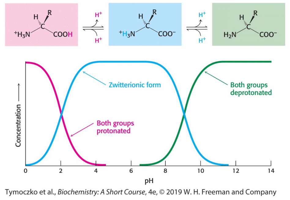 <p>Protonated, zwitterionic, deprotonated</p>