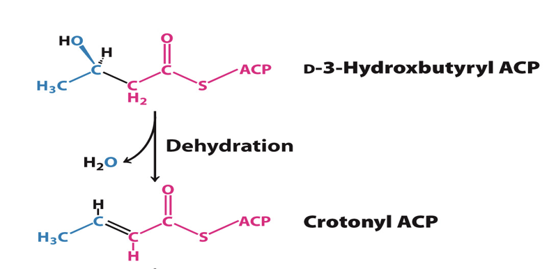 <p>The third reaction is the dehydration of D-3-hydroxybutyryl ACP by a dehydrogenase </p><ul><li><p>enzyme= B-hydroxyacyl ACP dehydratase </p></li><li><p>reaction generates trans double bond between carbon 2 and 3</p></li><li><p>Product: crotonyl ACP and H2O</p></li></ul><p></p>