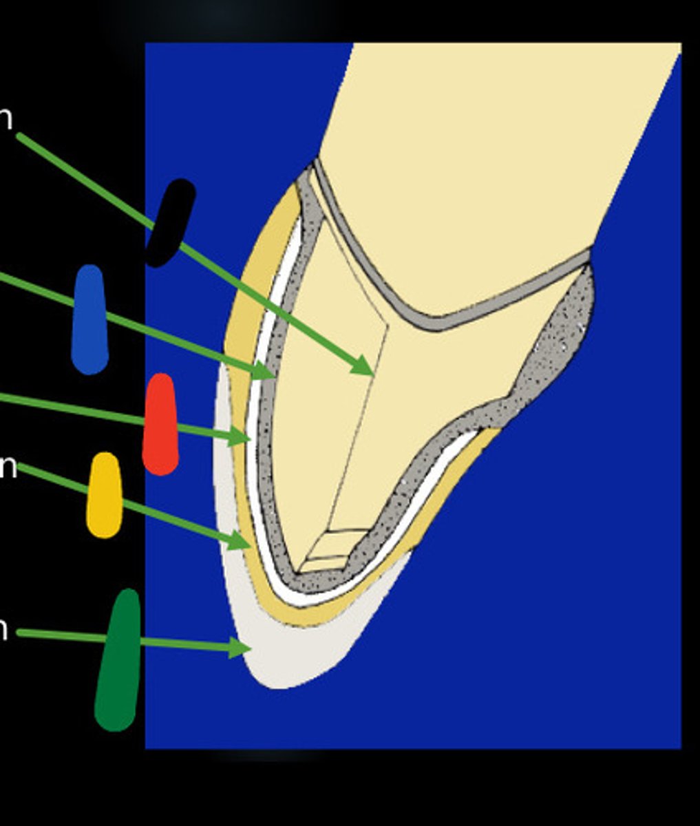 <p>-This type of porcelain is more translucent than the above types. (ENAMEL, GREEN)</p>