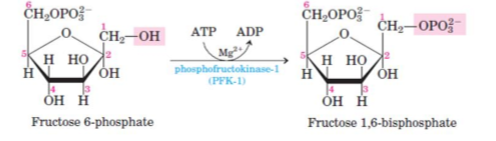 <p>Fructose-6-phosphate is phosphorylated to fructose-1,6-bisphosphate through action of phosphofructokinase (PFK) transferring phosphate group from ATP to carbon 1.</p><p><mark data-color="yellow" style="background-color: yellow; color: inherit;">IRREVERSIBLE STEP</mark></p><p><mark data-color="yellow" style="background-color: yellow; color: inherit;">BOTTLENECK/COMMITTED STEP</mark></p>