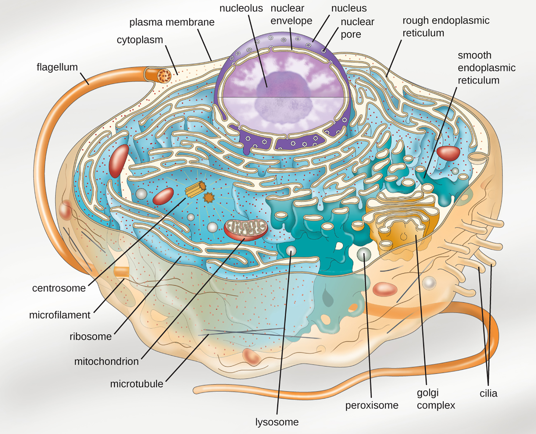 <p>What defines a eukaryotic cell?</p>