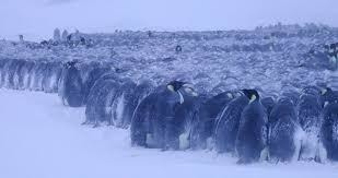 <p>Animals may engage in diurnal activity, huddle in groups (kleptothermy), delay reproduction, and enter torpor or hibernation.</p>