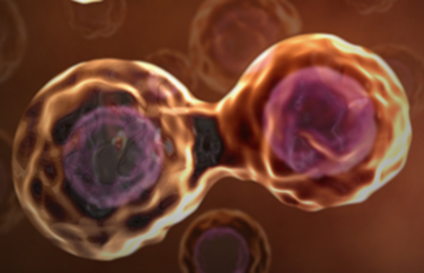 <p>The process by which a parent cell divides into two daughter cells.</p>