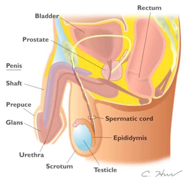 <p>Epididymis</p>