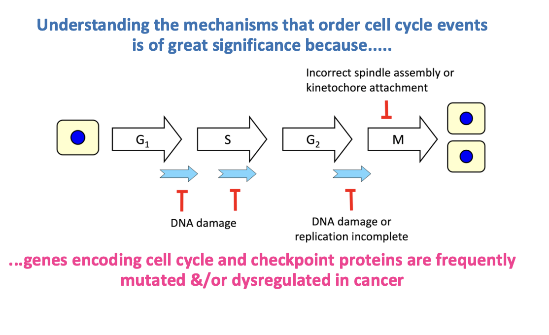 <ol><li><p>DNA damage check G1/S phase</p></li><li><p>DNA replication check (S-phase?) and G2</p></li><li><p>Spindle check (M-phase)</p></li></ol><p></p>