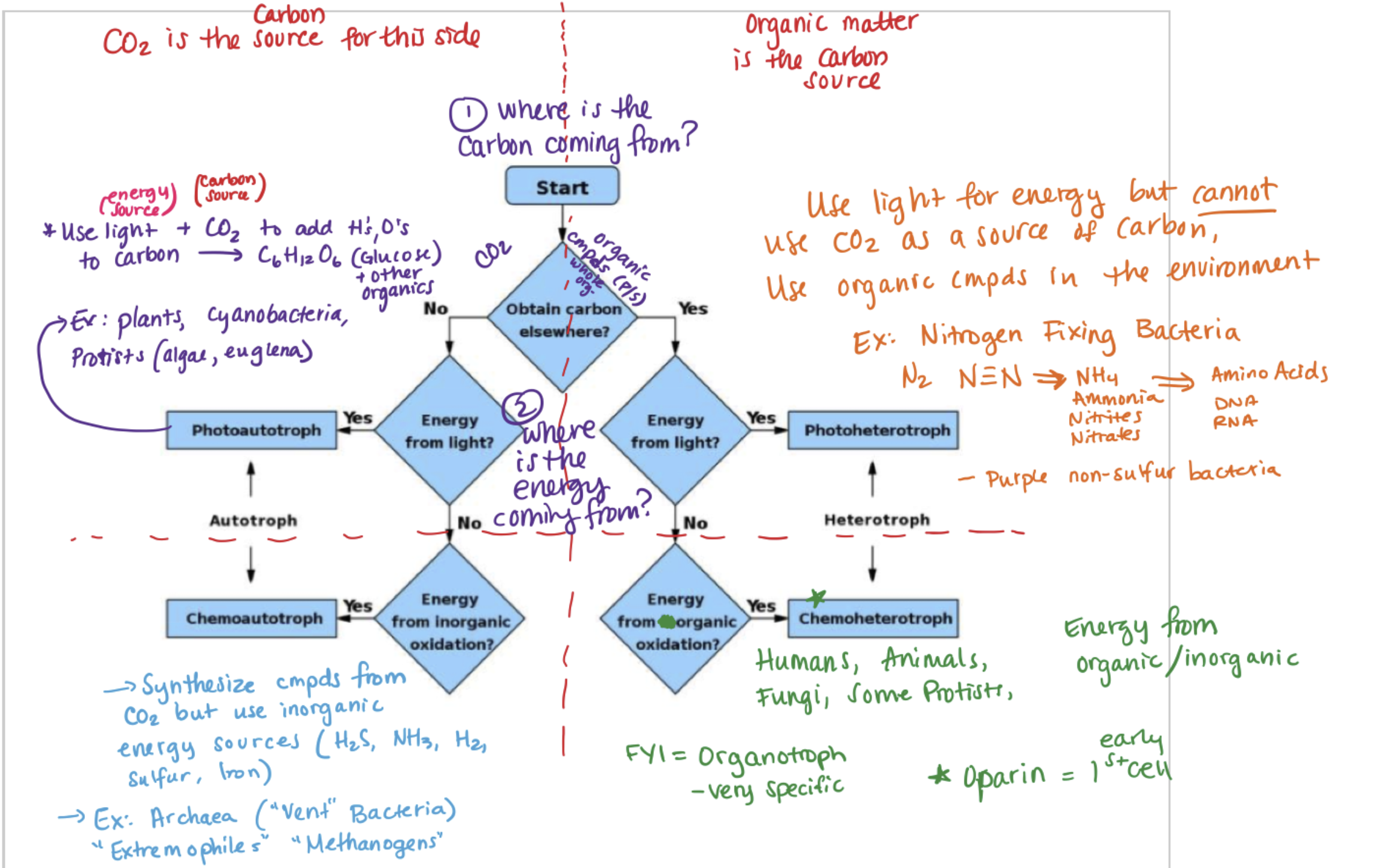 <p>Photoautotrophs: plants, cyanobacteria, protists (algae, euglena)</p><p>Chemoautotrophs: Archaea (vent bacteria), extremophiles</p><p>Photoheterotrophs: nitrogen-fixing bacteria (use light for energy but CO<sub>2</sub> is not source of carbon for them)</p><p>Chemoheterotrophs: humans, animals, fungi, some protists</p>
