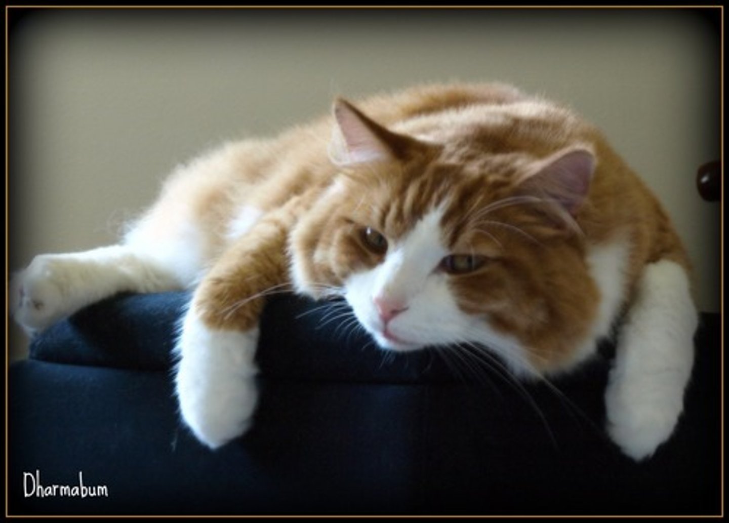 <p>lazy</p>
